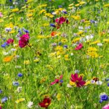 Wildflowers
